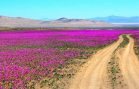 Desierto_Florido