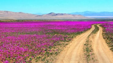 Desierto_Florido