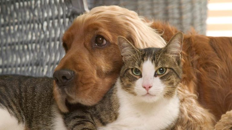 Científicos descubren una habilidad en los perros que se consideraba únicamente humana